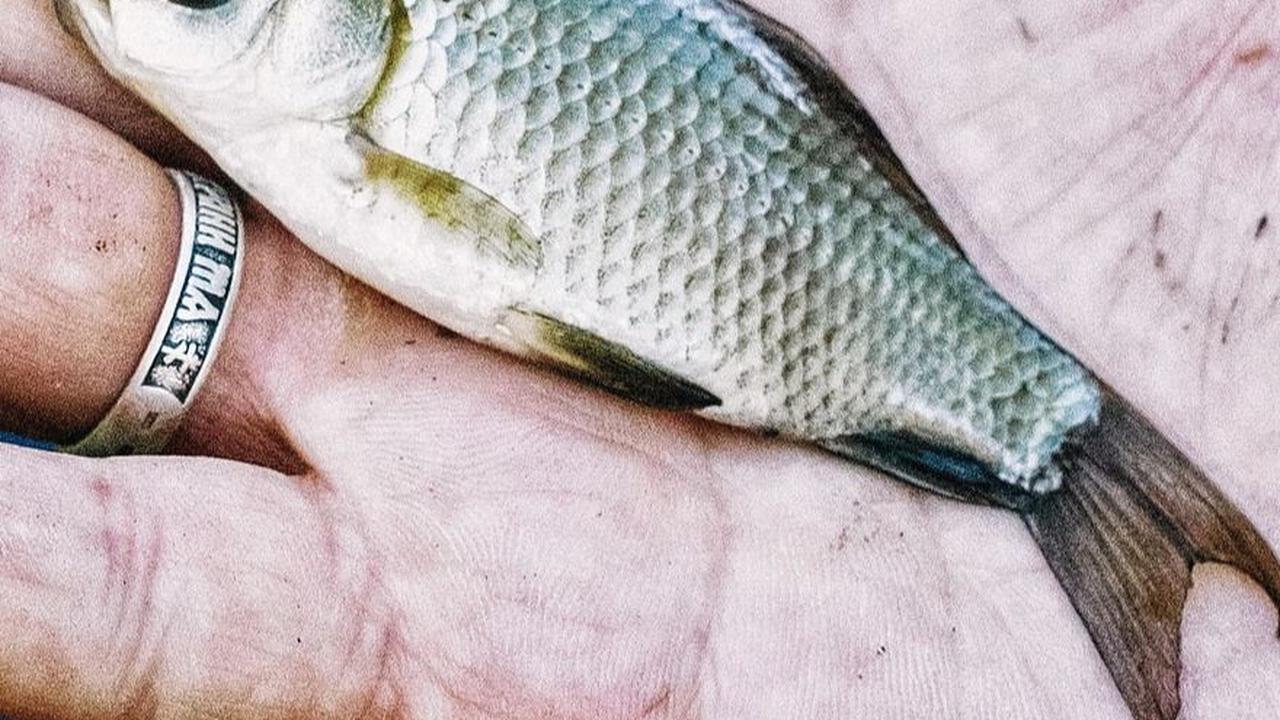 Serunya Tradisi Ngubyag saat Kemarau di Ciamis, Tangkap Ikan di Sungai Pakai Tangan Kosong untuk Eratkan Silaturahmi