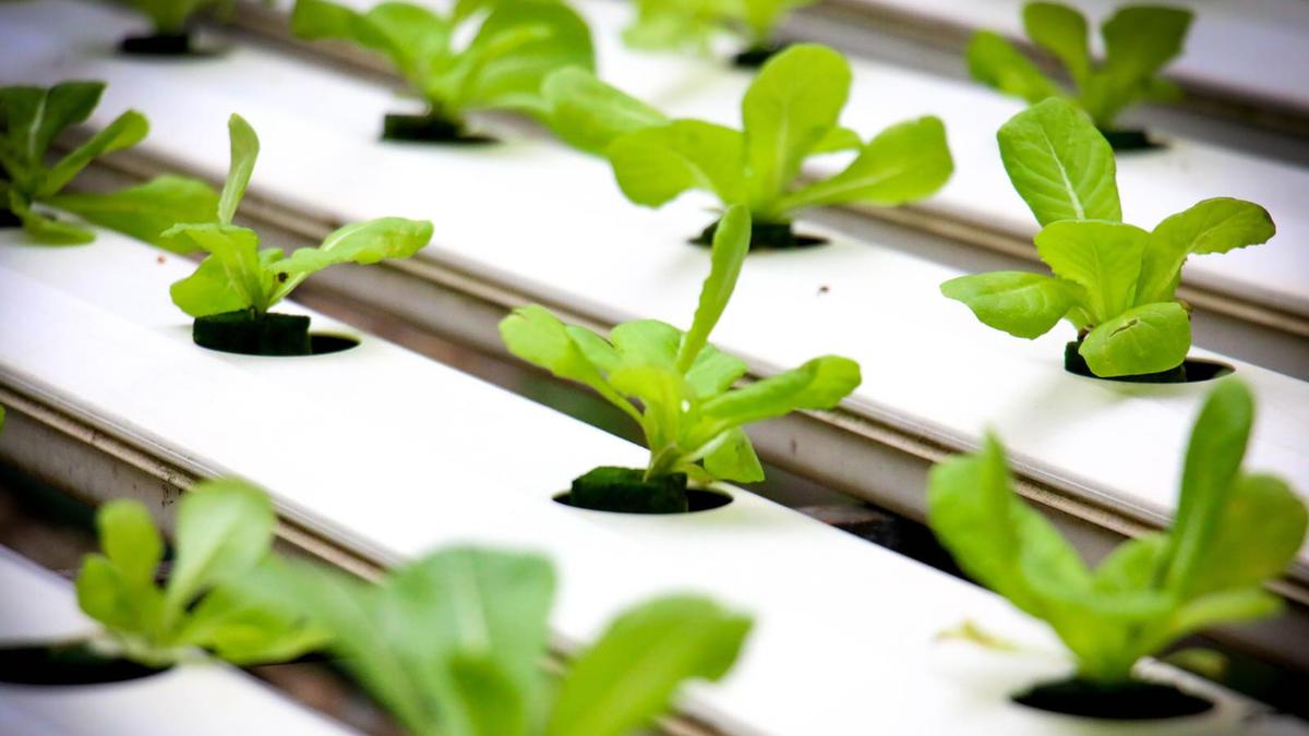 Budidaya Tanaman Apa Bisa Jadi Peluang Usaha Menguntungkan? Ini 4 Ide dan Tips Suksesnya