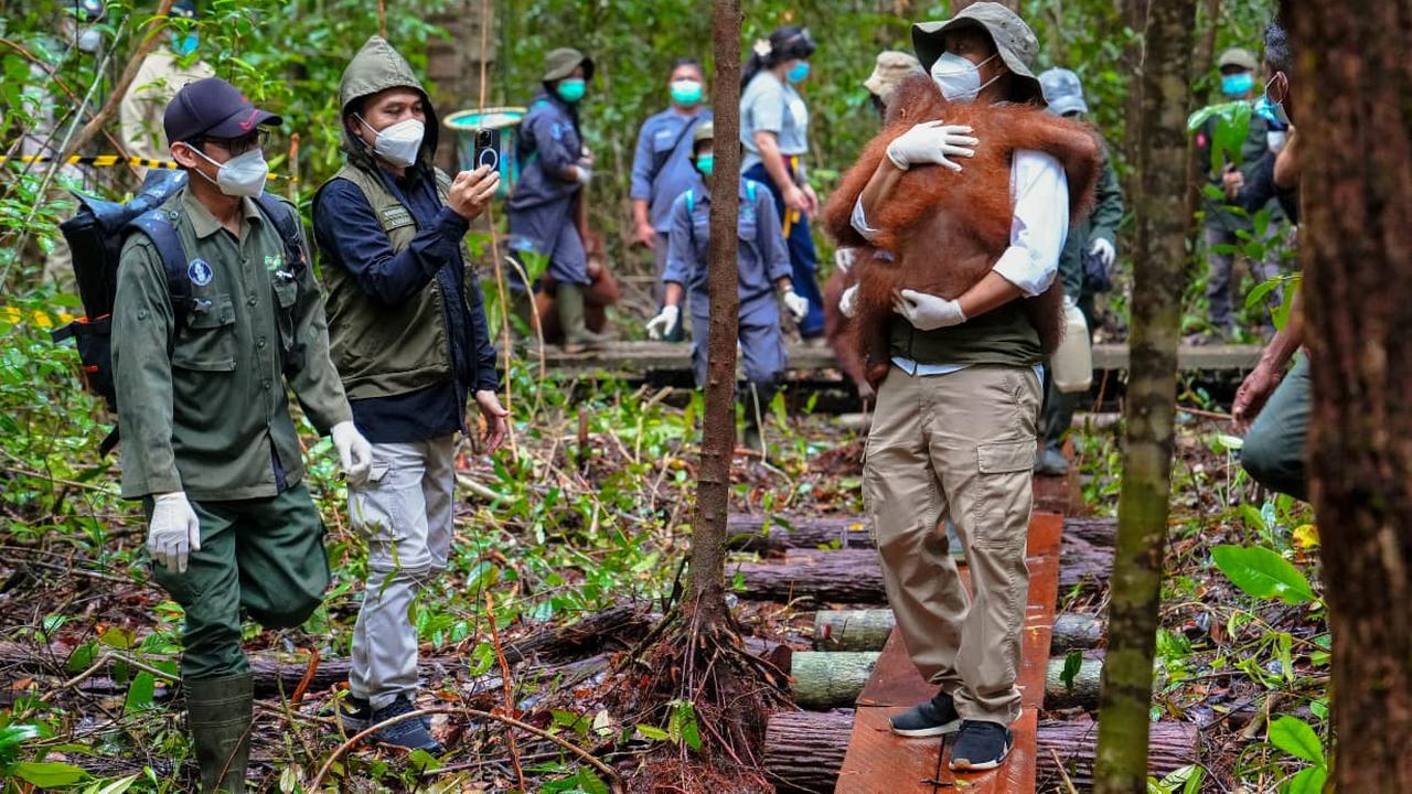 Cara Menhut Selamatkan Orangutan yang Masuk Area Tambang