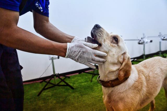 Anjing labrador retriever diberi hadiah saat tes mengendus Covid-19 dari sampel keringat di Universitas Chulalongkorn di Bangkok pada 21 Mei 2021. Ratusan sampel keringat penderita Covid-19 dikumpulkan mulai dari yang tidak bergejala sampai yang harus dirawat di rumah sakit (Lillian SUWANRUMPHA/AFP)