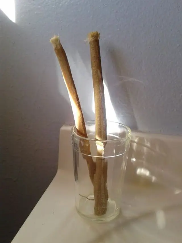 Ilustrasi Siwak (Sumber: Pinterest.com)