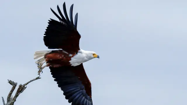 7 Arti Mimpi Burung Elang, Sering dikaitkan dengan Karier dan Keturunan