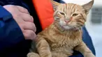 Seorang petugas penyelamat menggendong seekor kucing yang berhasil diselamatkan dari sebuah bangunan yang runtuh, 248 jam setelah gempa berkekuatan 7,8 magnitudo yang menghantam sebagian wilayah Turki dan Suriah, di Kahramanmaras, Turki, Kamis (16/2/2023). (OZAN KOSE/AFP)