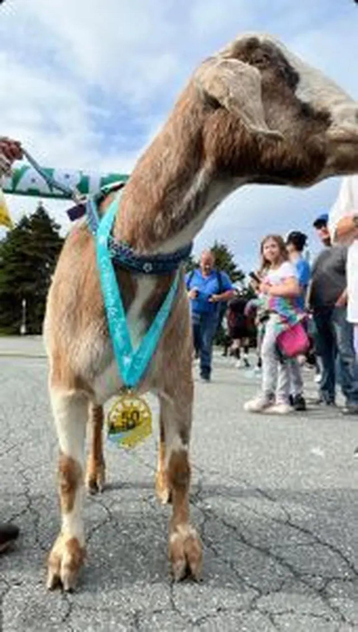 Tingkah Aneh Tapi Nyata Kambing Lepas Ikut Lari Maraton, Sabet Medali