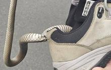 Wanita 40 Tahun Tak Sadar Ada Ular di Sepatu, Begini Reaksinya