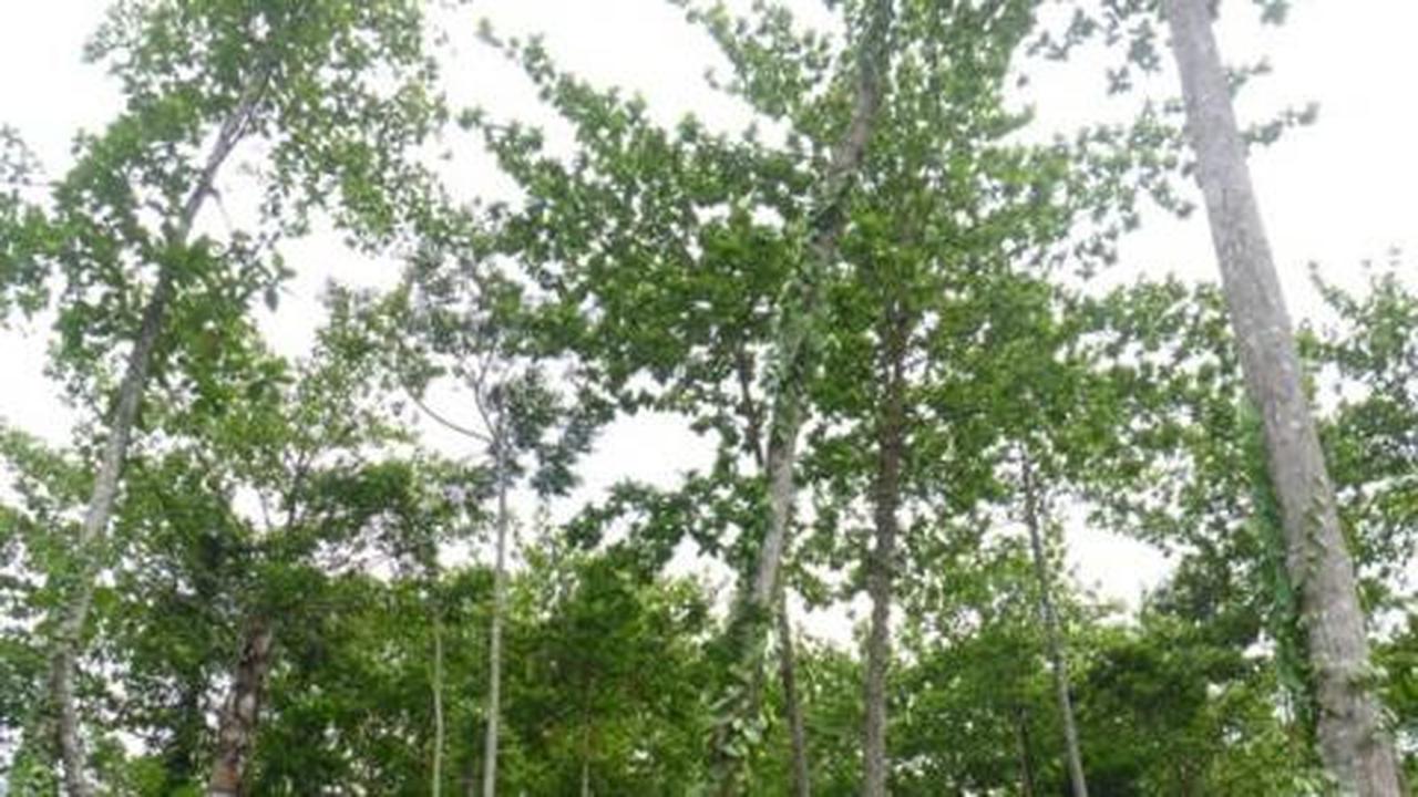 GMN memanfaatkan lahan petani jabon