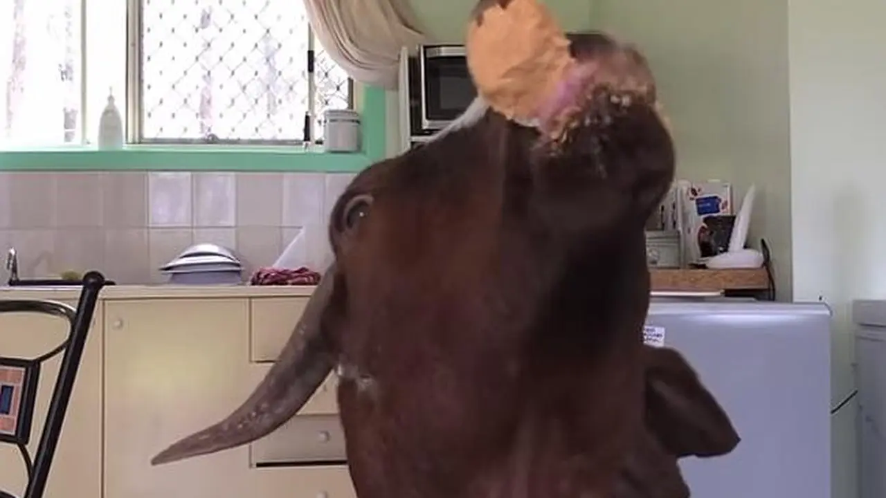 Stephie si kambing. (Youtube)