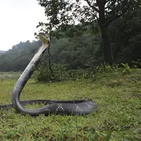  5 Fakta tentang King Kobra. (Foto: .indianaturewatch.net)