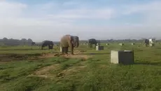 Nasib Gajah Sumatera di Tengah Kebakaran Way Kambas
