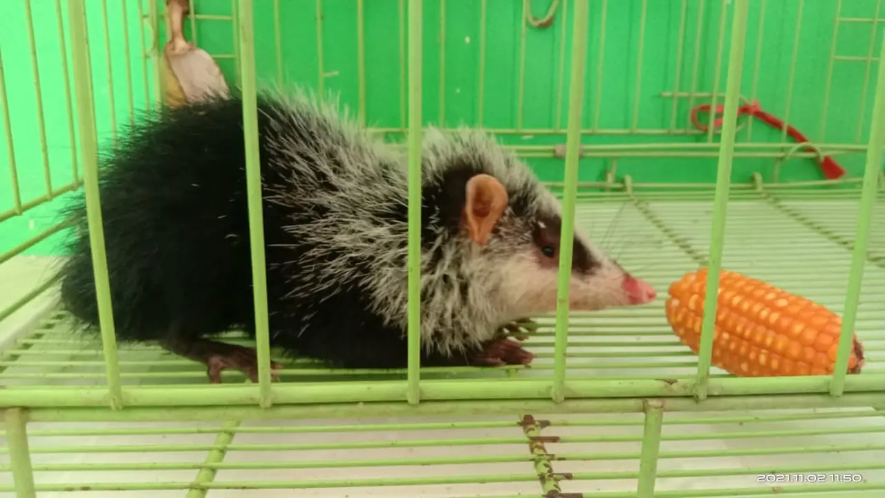 Tikus Bulan ditemukan pertama kali di Sumatera Barat. (Liputan6.com/ BKSDA Resor Agam)