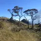 Vegetasi Gunung Bawakaraeng di Sulawesi. (Dok: Gunung Bagging/ https://www.gunungbagging.com/bawakaraeng/)