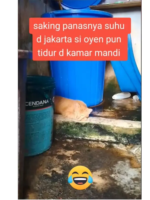 6 Potret Kucing Ngadem di Toilet Akibat Cuaca Panas, Santai Rebahan