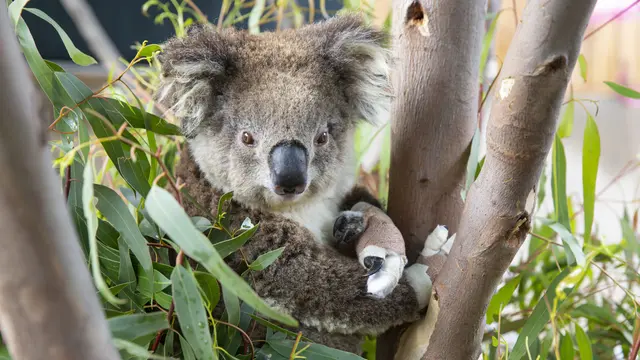 Koala yang Selamat dari Kebakaran Hutan Australia