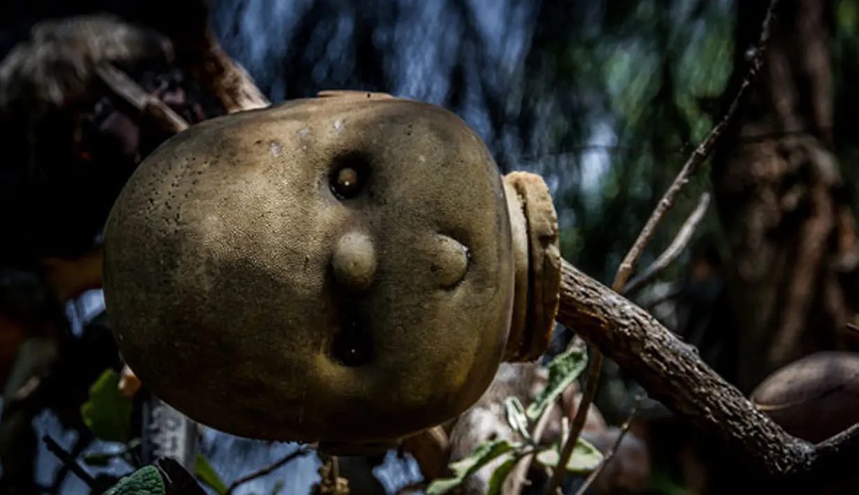 Boneka ini sengaja digantung untuk mengusir roh jahat di pulau tersebut, Meksiko, Jumat (14/11/2015). Kini pulau boneka yang sangat menyeramkan ini menjadi tempat wisata yang menarik dan menyeramkan di Meksiko. (Reuters)