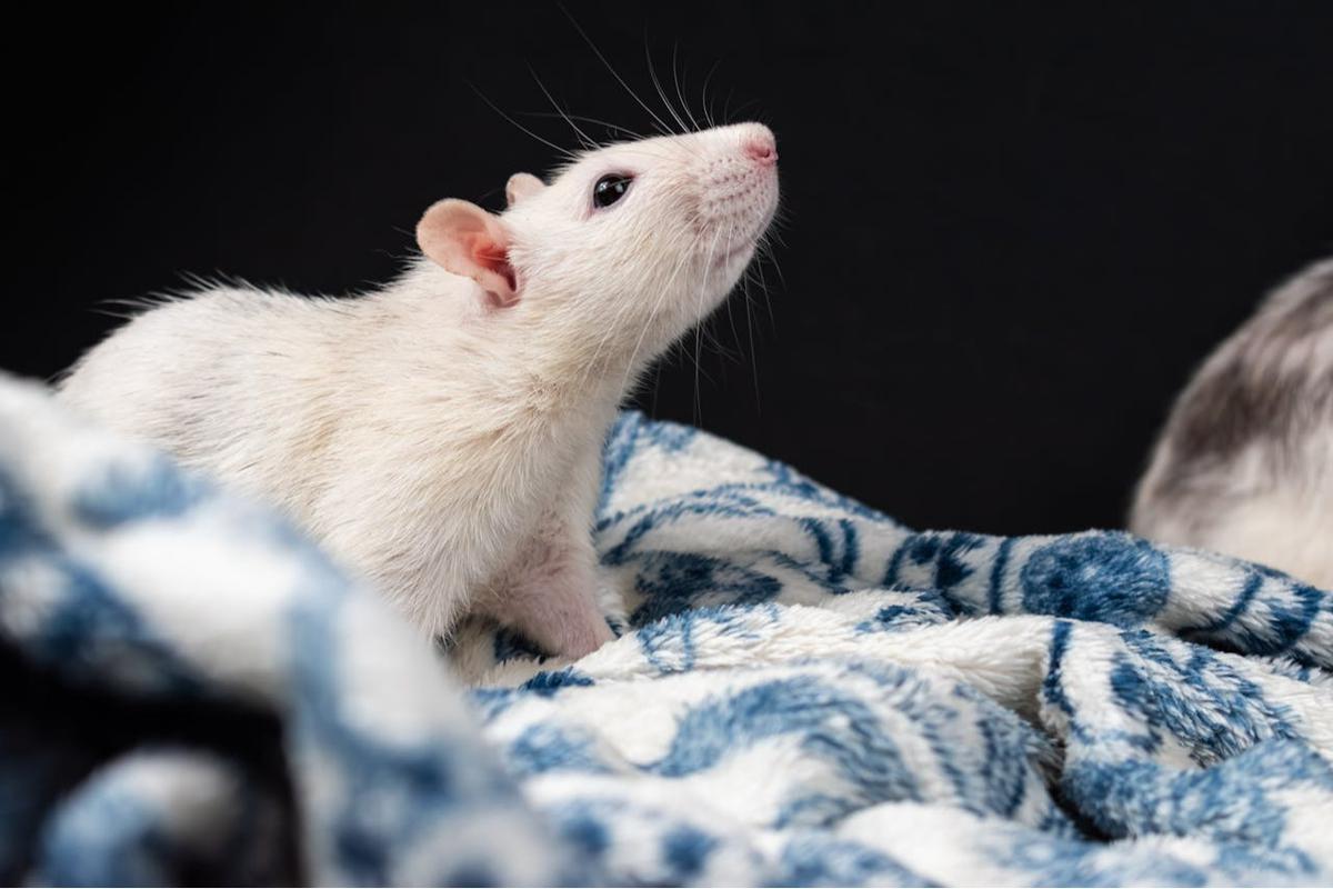 Tikus di Dapur? Ini Risiko Kontaminasi Makanan yang Mengintai