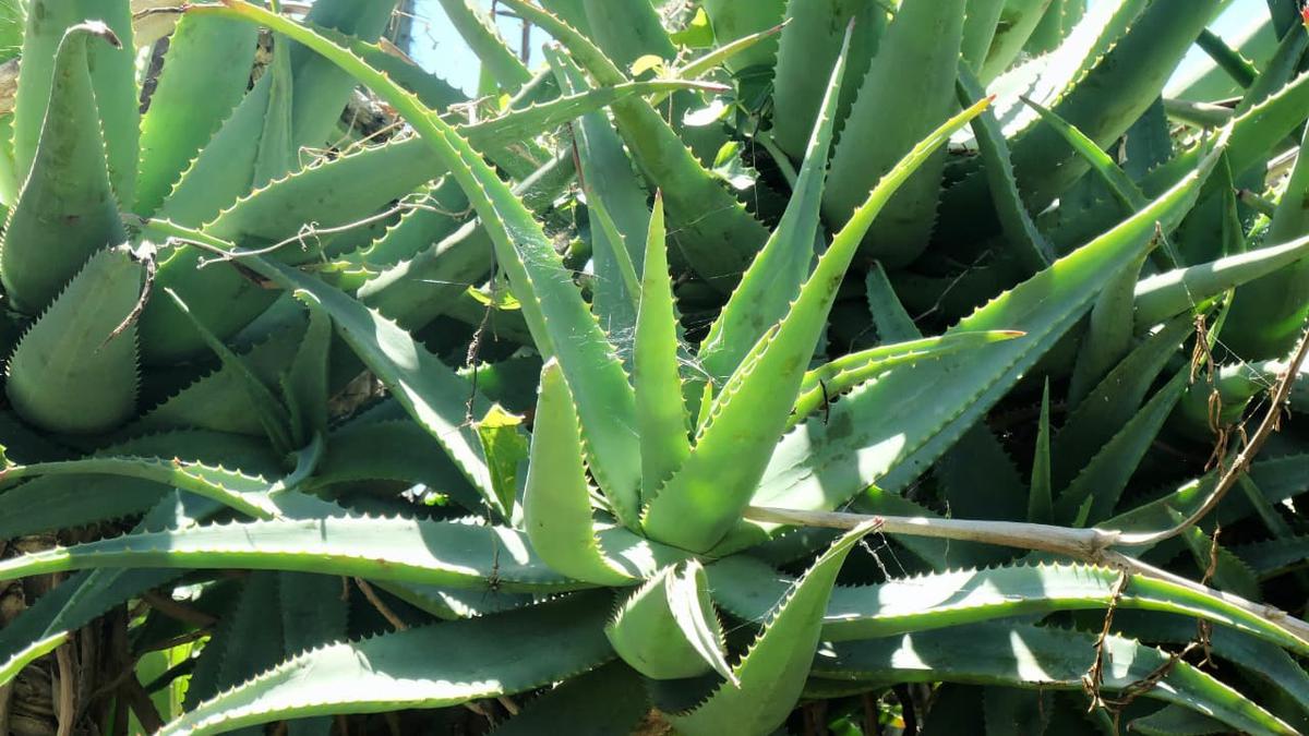 Cara Menanam Lidah Buaya Tanpa Akar agar Cepat Tumbuh