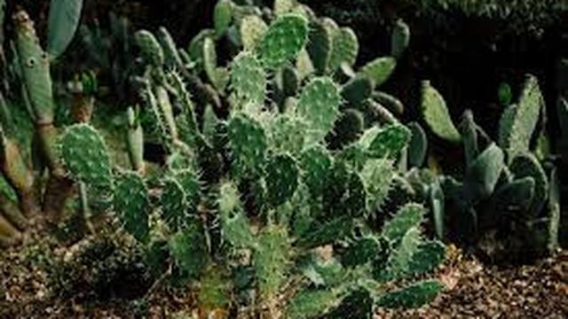Bisa Cegah Kanker, Inilah 5 Manfaat Kaktus untuk Kesehatan