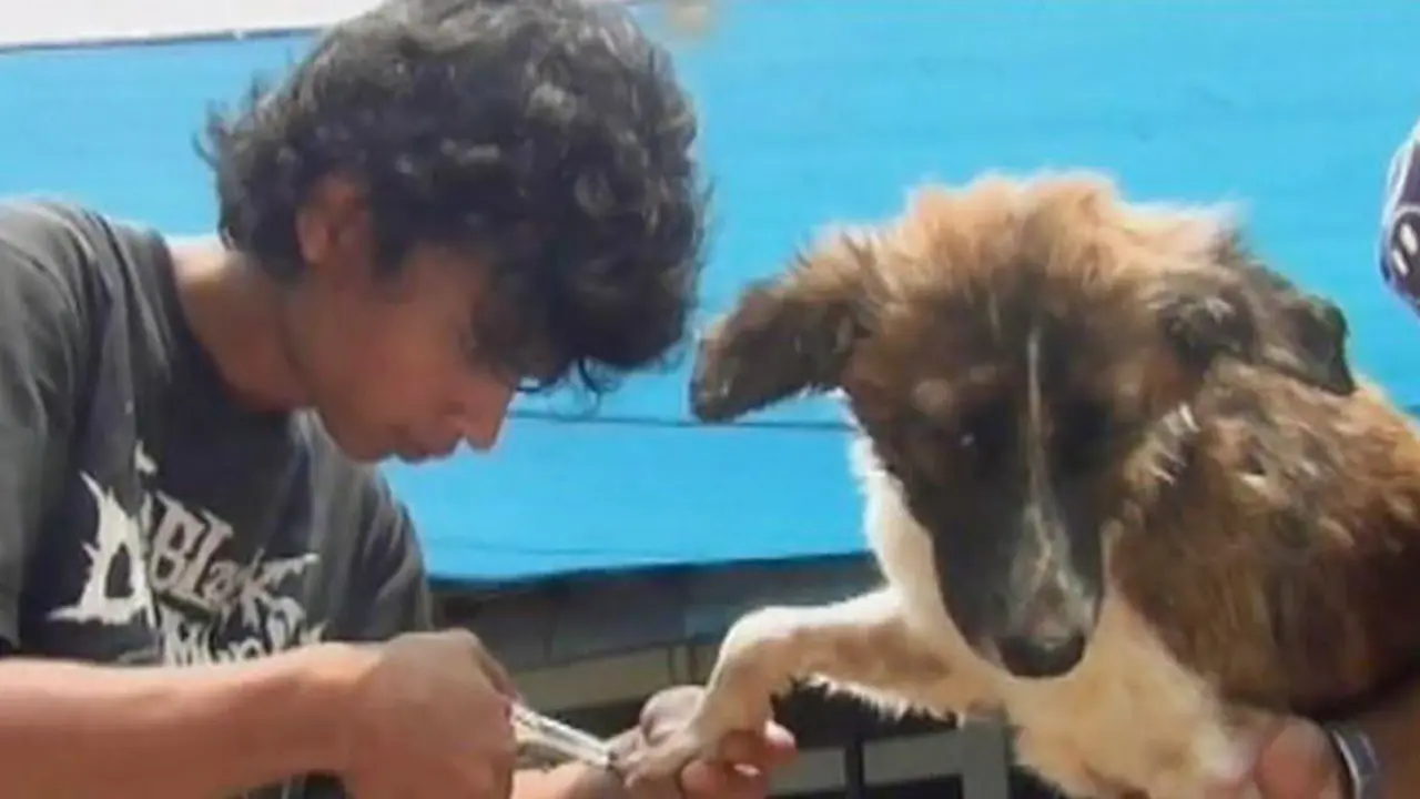 Anjing Dirawat