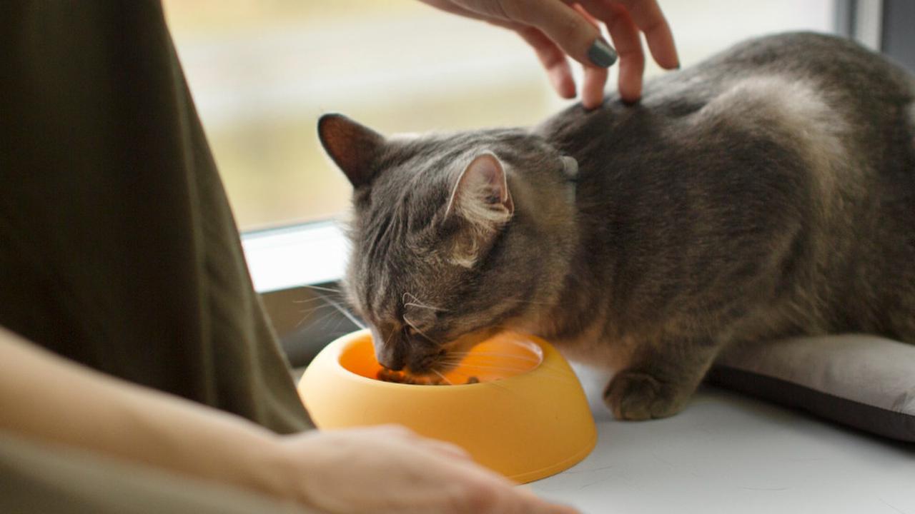 Ilustrasi Memberikan Kucing Makanan