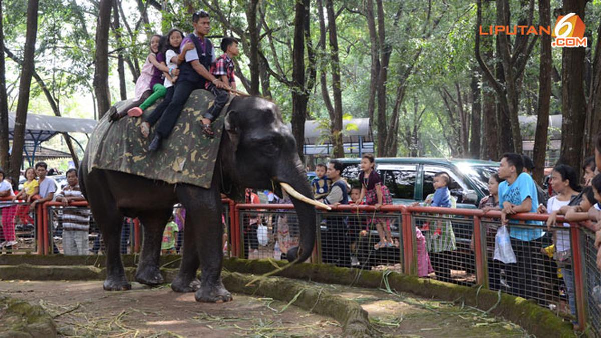 Pengunjung Ragunan Capai Angka Tertinggi di Musim Natal