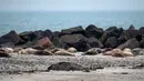 Puluhan anjing laut abu-abu terlihat di pantai Pulau Helgoland, Jerman, 5 Januari 2020. Sebanyak 524 anjing laut abu-abu tercatat lahir pada 13 November hingga 26 Desember 2019 di Pulau Helgoland. (John MACDOUGALL/AFP)