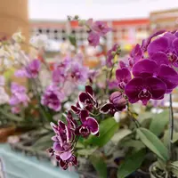 Temukan Beragam Tanaman Hias dan Edukasi Bercocok Tanam di Urban Garden Summarecon Mall Serpong. (dok: Summarecon Mall Serpong)