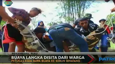 Buaya dengan berat 200 kilogram dan panjang 2,75 meter ini disita dari seorang Warga Bengalis, Riau