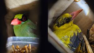 Sebanyak 620 burung langka berbagai jenis endemik Sumatera gagal diselundupkan ke Pulau Jawa. (Liputan6.com/ Ardi Munthe)