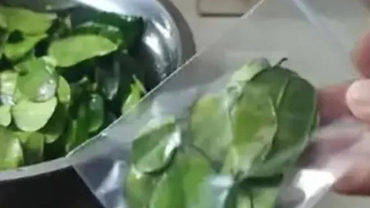 Cara Menyimpan Daun Jeruk Agar Tetap Segar dan Tahan Hingga 3 Bulan