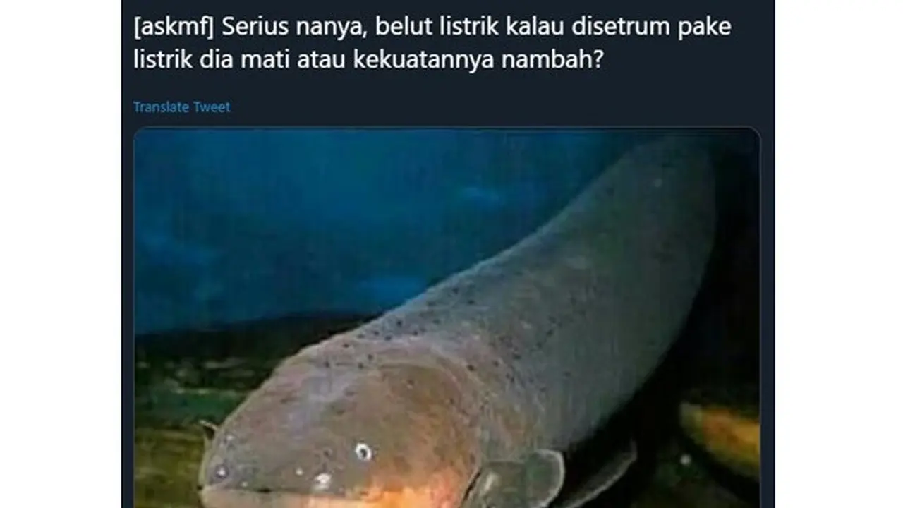 7 Pertanyaan Nyeleneh Tentang Belut Listrik ala Netizen Ini Bikin Mikir
