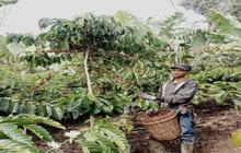 Tahukah Anda? Burung Jaga Kualitas Kopi! Tahura Wan Abdul Rachman Kembangkan Kopi Ramah Burung di Lampung