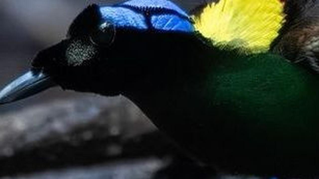 7. Burung Cendrawasih Wilson