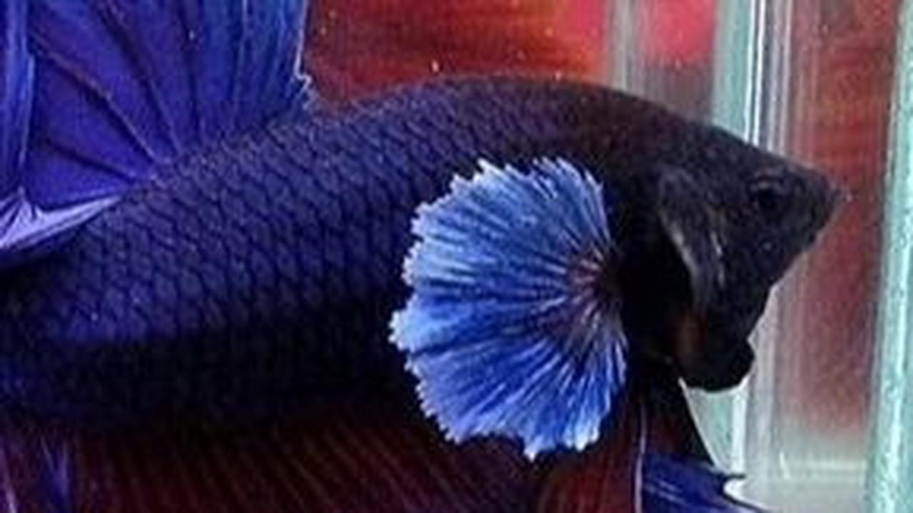 1. Ikan Cupang Giant