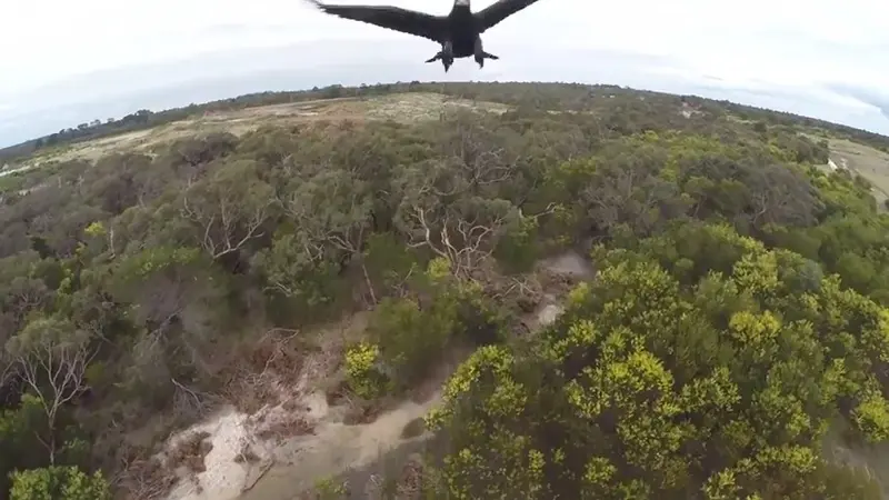 Burung Elang Menendang Jatuh Sebuah Drone