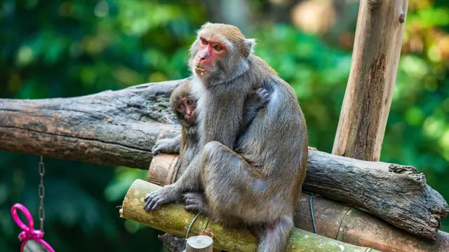 7 Hewan Terpintar yang Diakui Peneliti, Beberapa di Antaranya Jarang Diketahui Orang Banyak