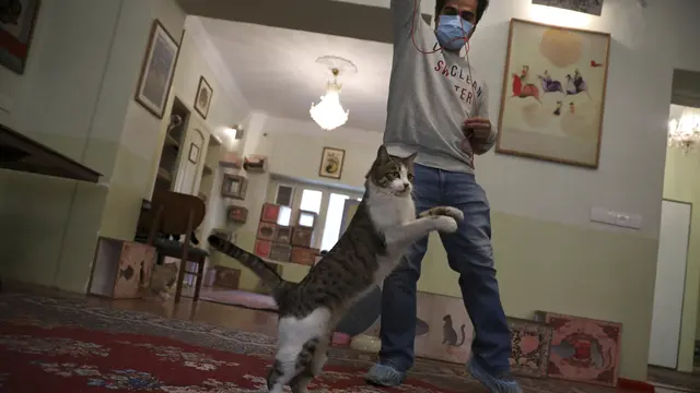 Mengunjungi Museum Kucing Persia