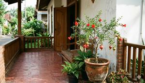 Tanaman Buah di Teras (Foto: Gemini AI)