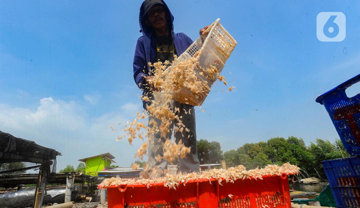 Warga mengolah rebon atau udang kecil untuk diproses menjadi rebon kering di kawasan Kamal, Jakarta Utara, Selasa (8/8/2023). (merdeka.com/Arie Basuki)
