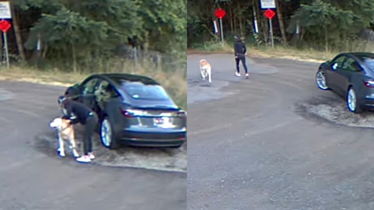 Nasib Naas Anjing Jenis Labrador