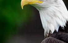 Pernahkah Terpikir Mengapa Burung Tidak Bergigi? Begini Penjelasan Peneliti