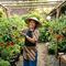 Cara membuat kebun tomat gantung anti roboh saat angin kencang. [Foto: Gemini]