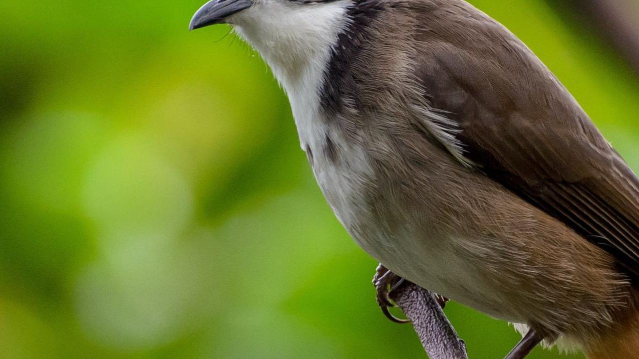 <a class="editorlink " href="https://www.merdeka.com/sumut/5-makanan-burung-kutilang-yang-bergizi-jangan-sembarangan-kln.html" rel="follow" target="_self">Burung kutilang</a> atau cangkurileung, ketilang, atau genthilang menjadi burung yang banyak dijumpa