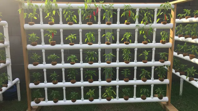 Desain Kebun Cabai Pakai Pipa Paralon Vertikal Anti Ribet (AI)