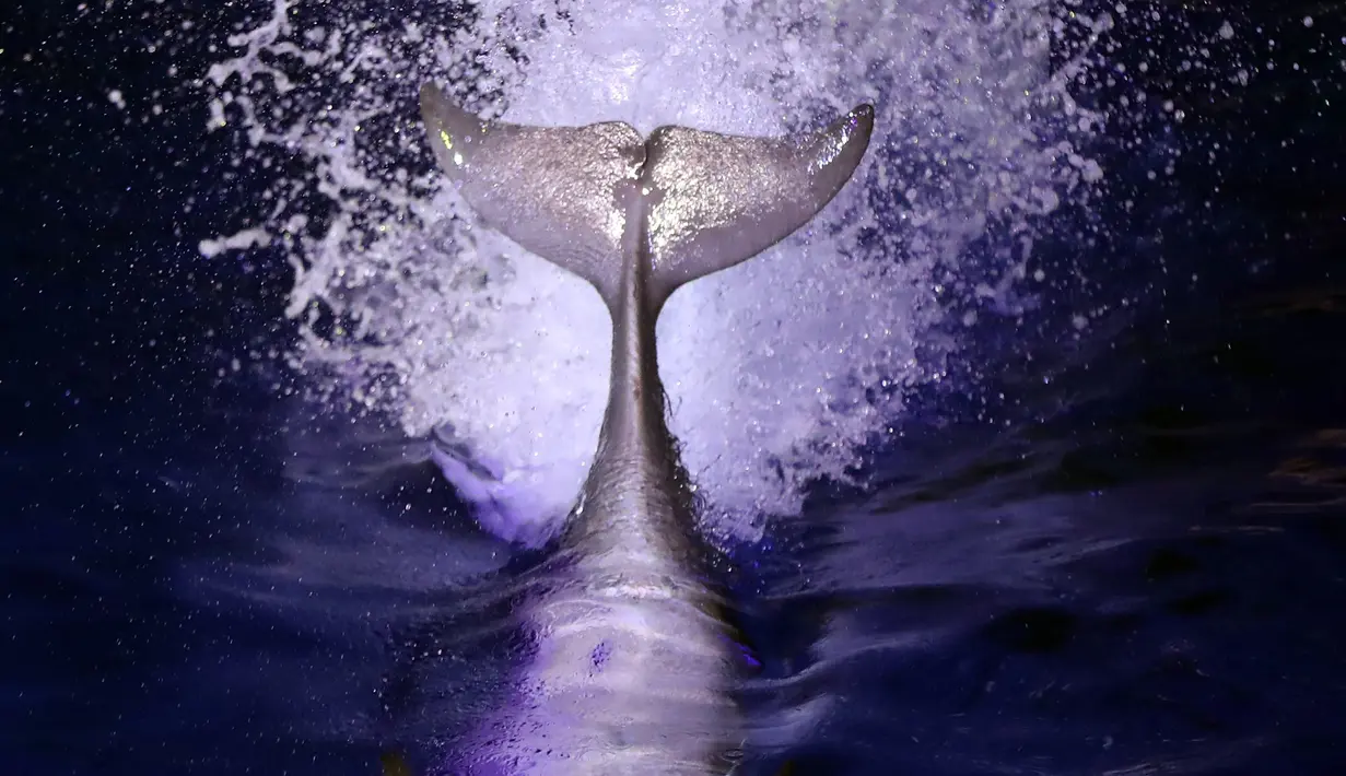Seekor lumba-lumba beratraksi pada malam hari di Marineland di Kota Perancis Antibes, Perancis  (07/12/2016). (AFP PHOTO/Valery Hache)