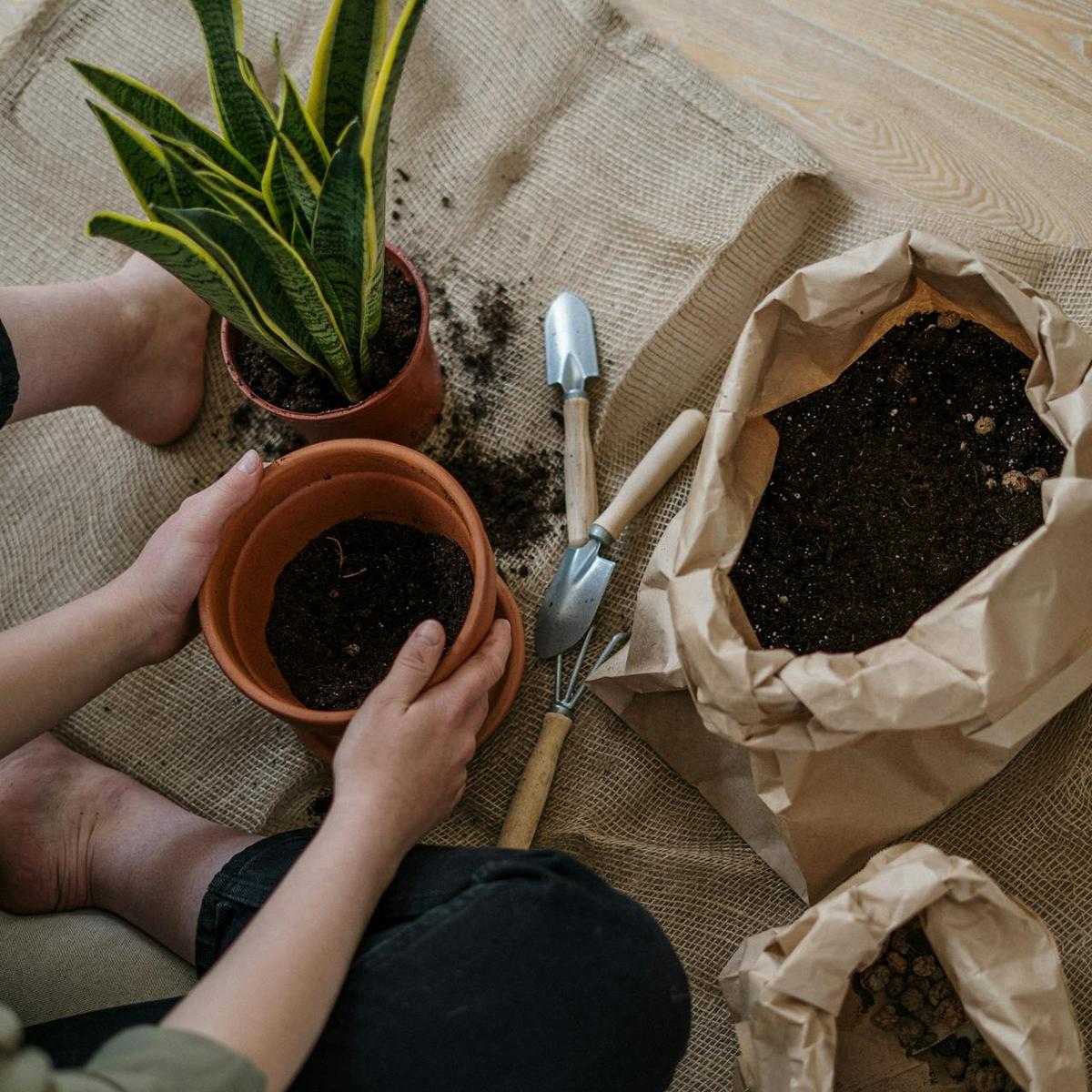 Berkebun, Obat Alami untuk Pikiran yang Lelah