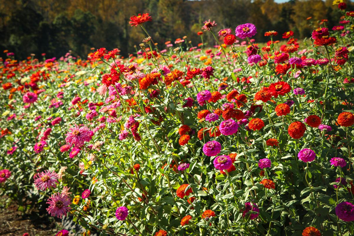Bunga Zinnia