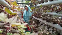Akrobat Warga Bangselok Manfaatkan Lahan Sempit dengan Hidroponik