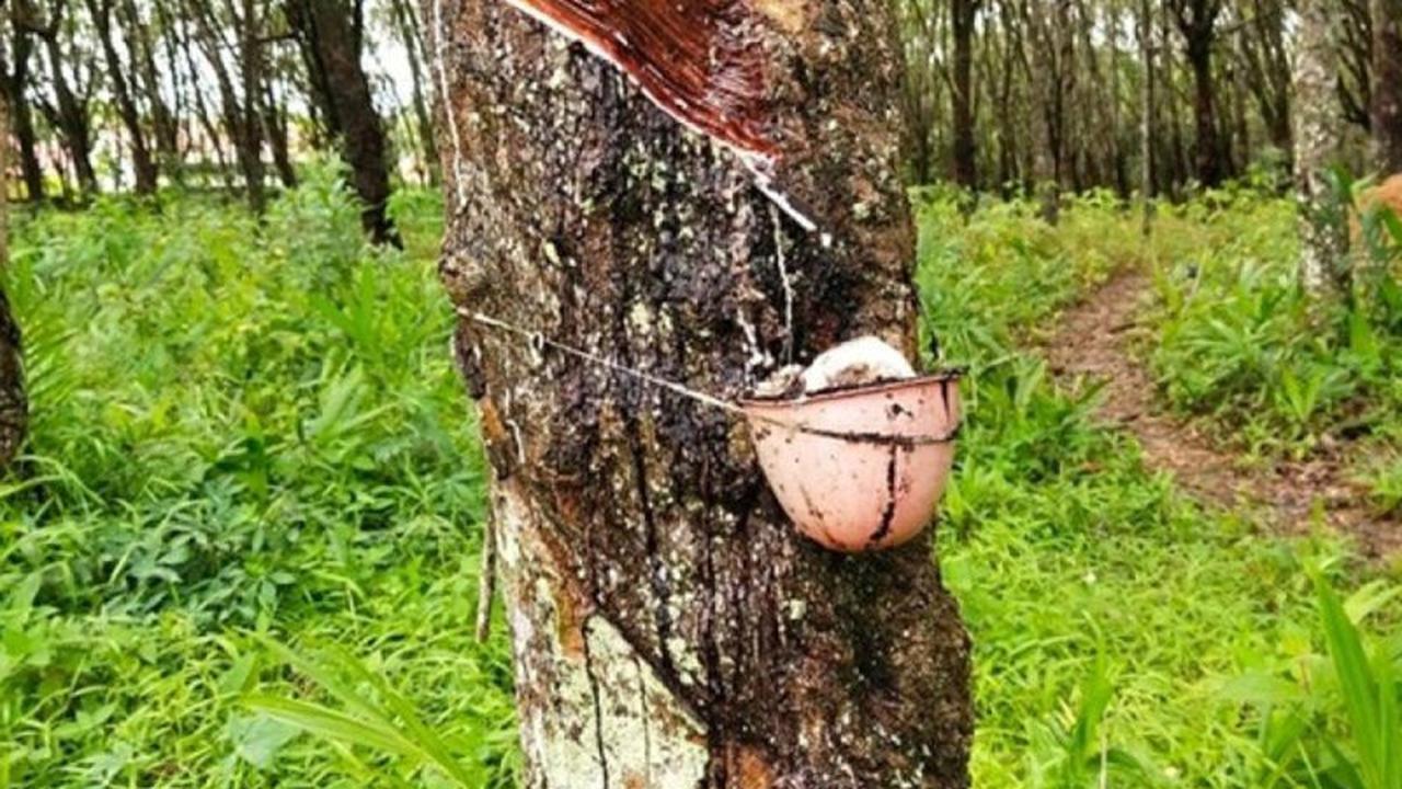 Produksi Karet Petani Babel Turun Drastis Akibat Alih Fungsi Lahan