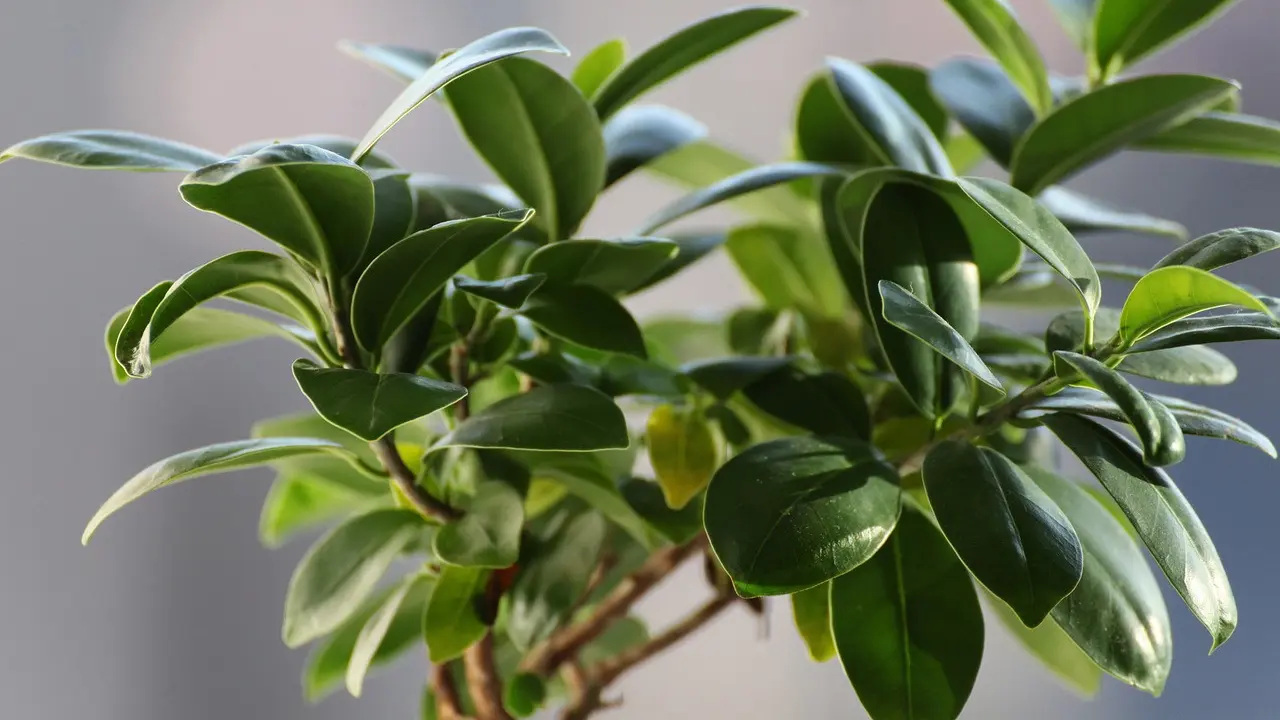 Ilustrasi tanaman ficus gingseng
