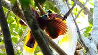 Banyak syarat yang harus diikuti agar bisa menyaksikan keindahan si burung surga, cenderawasih, langsung di sarangnya, di pedalaman Tambrauw, Papua Barat. (dok. Kementerian Pariwisata/Dinny Mutiah)